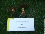 Cortinarius ionochlorus